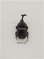 藏品(獨角仙)的圖片